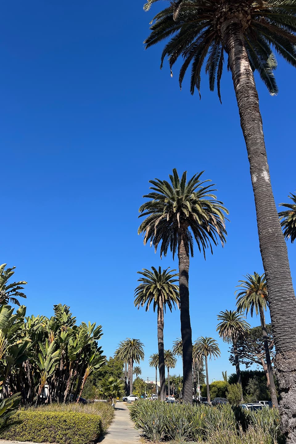 Palm trees and pathway in Southern California